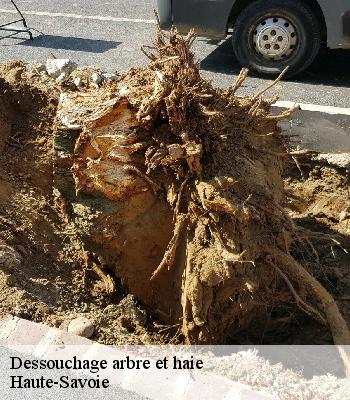 Dessouchage arbre et haie