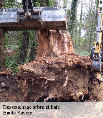 Dessouchage arbre et haie