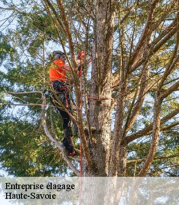 Entreprise élagage