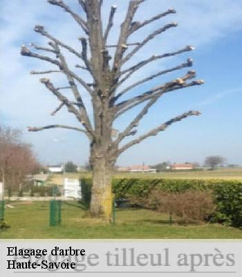 Elagage d'arbre
