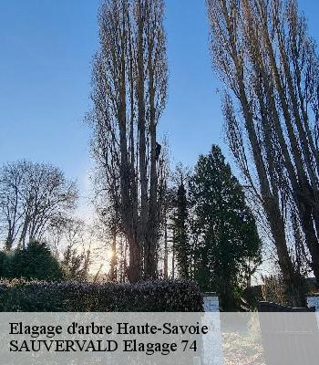 Elagage d'arbre