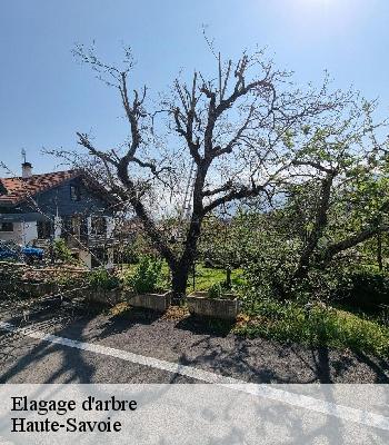 Elagage d'arbre