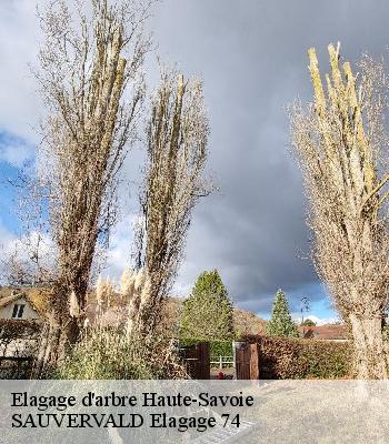 Elagage d'arbre