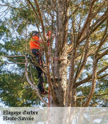 Elagage d'arbre