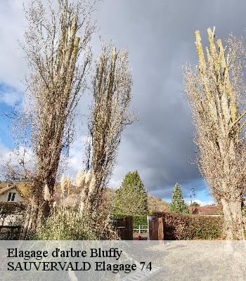 Elagage d'arbre