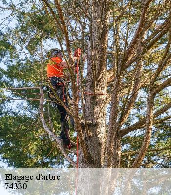 Elagage d'arbre