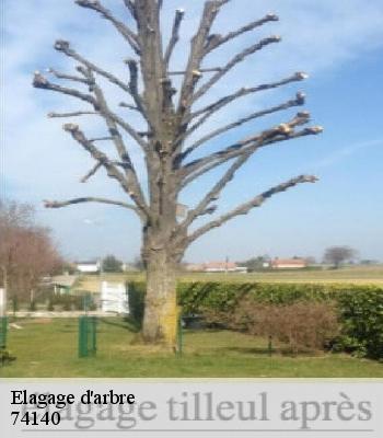 Elagage d'arbre