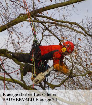 Elagage d'arbre
