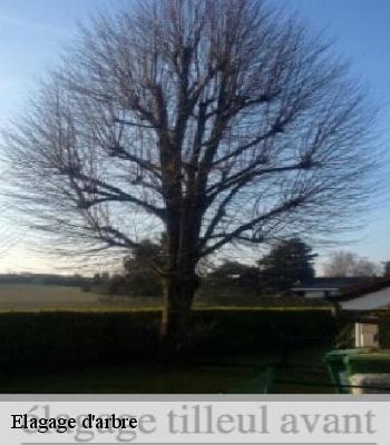 Elagage d'arbre