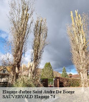 Elagage d'arbre