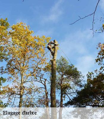 Elagage d'arbre