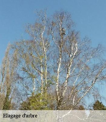 Elagage d'arbre