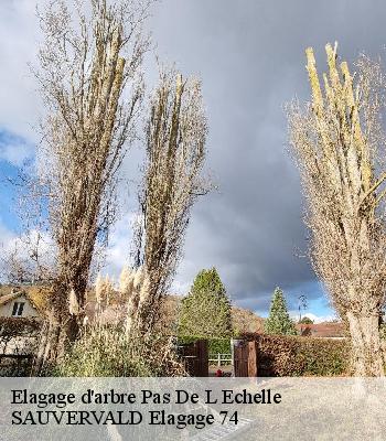 Elagage d'arbre