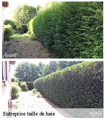 Entreprise taille de haie