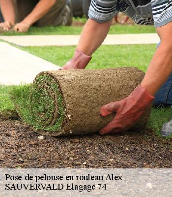 Pose de pelouse en rouleau