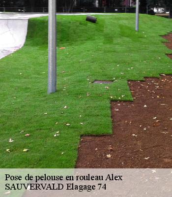 Pose de pelouse en rouleau