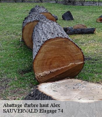 Abattage d'arbre haut