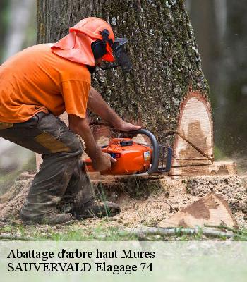Abattage d'arbre haut