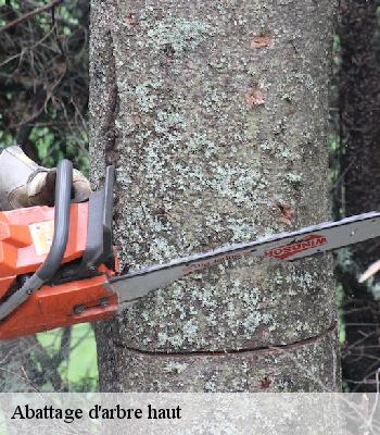 Abattage d'arbre haut