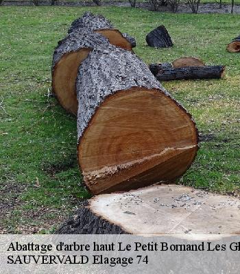 Abattage d'arbre haut