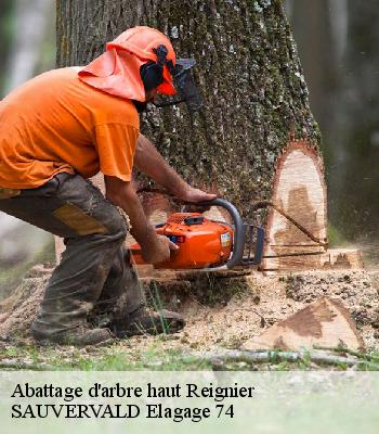 Abattage d'arbre haut