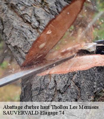 Abattage d'arbre haut