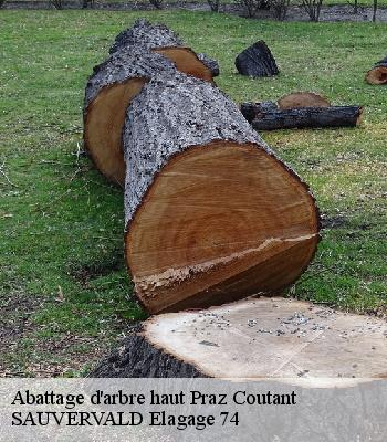 Abattage d'arbre haut