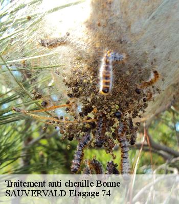 Traitement anti chenille