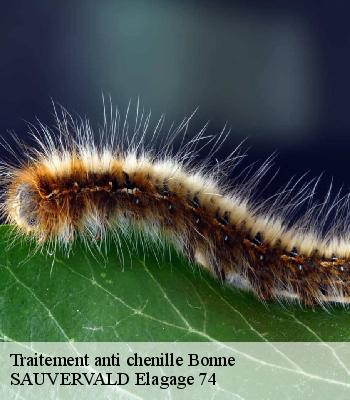 Traitement anti chenille