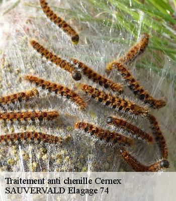 Traitement anti chenille