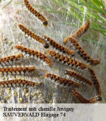 Traitement anti chenille