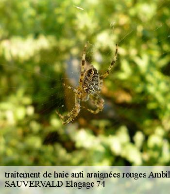 traitement de haie anti araignées rouges