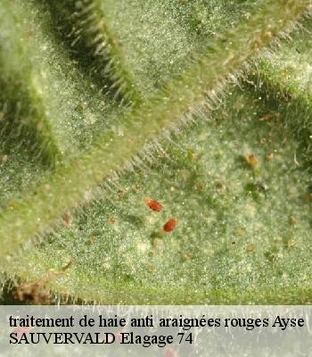 traitement de haie anti araignées rouges