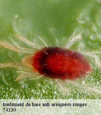 traitement de haie anti araignées rouges