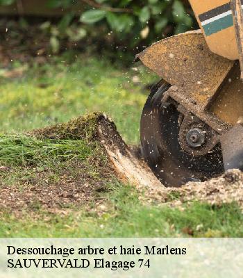 Dessouchage arbre et haie