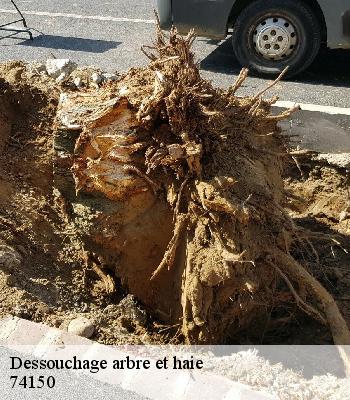 Dessouchage arbre et haie