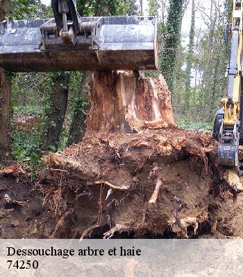 Dessouchage arbre et haie