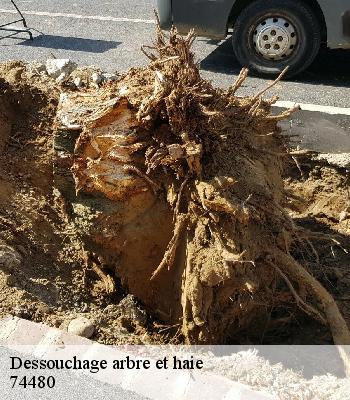 Dessouchage arbre et haie