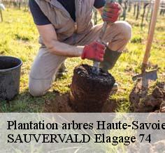 Plantation arbres