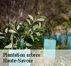 Plantation arbres