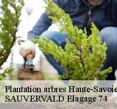 Plantation arbres
