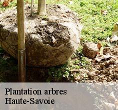 Plantation arbres