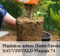 Plantation arbres