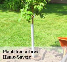 Plantation arbres