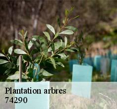 Plantation arbres