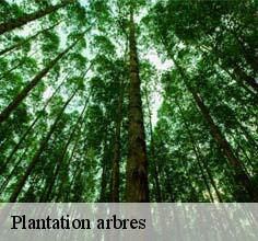 Plantation arbres