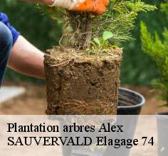 Plantation arbres