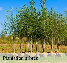 Plantation arbres