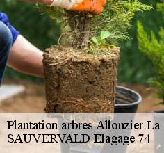Plantation arbres