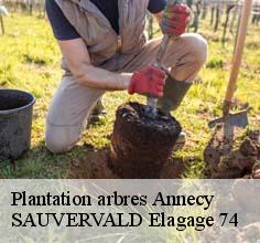 Plantation arbres